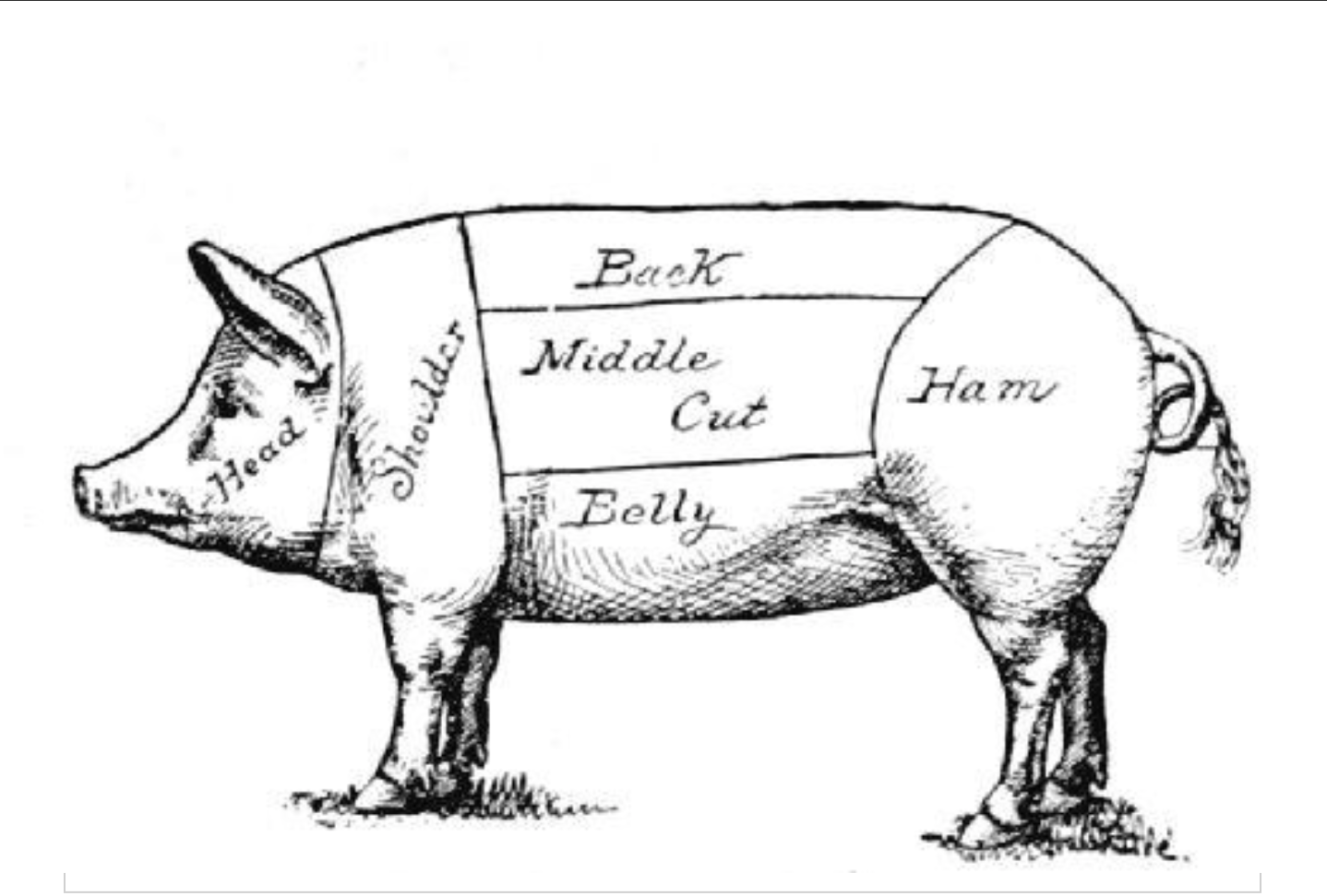 Vintage black and white image of pig with text describing the different cuts.